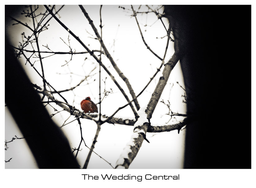 Cardinal Photo on tree during winter